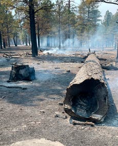 Biden order aims to protect old-growth forests from wildfire