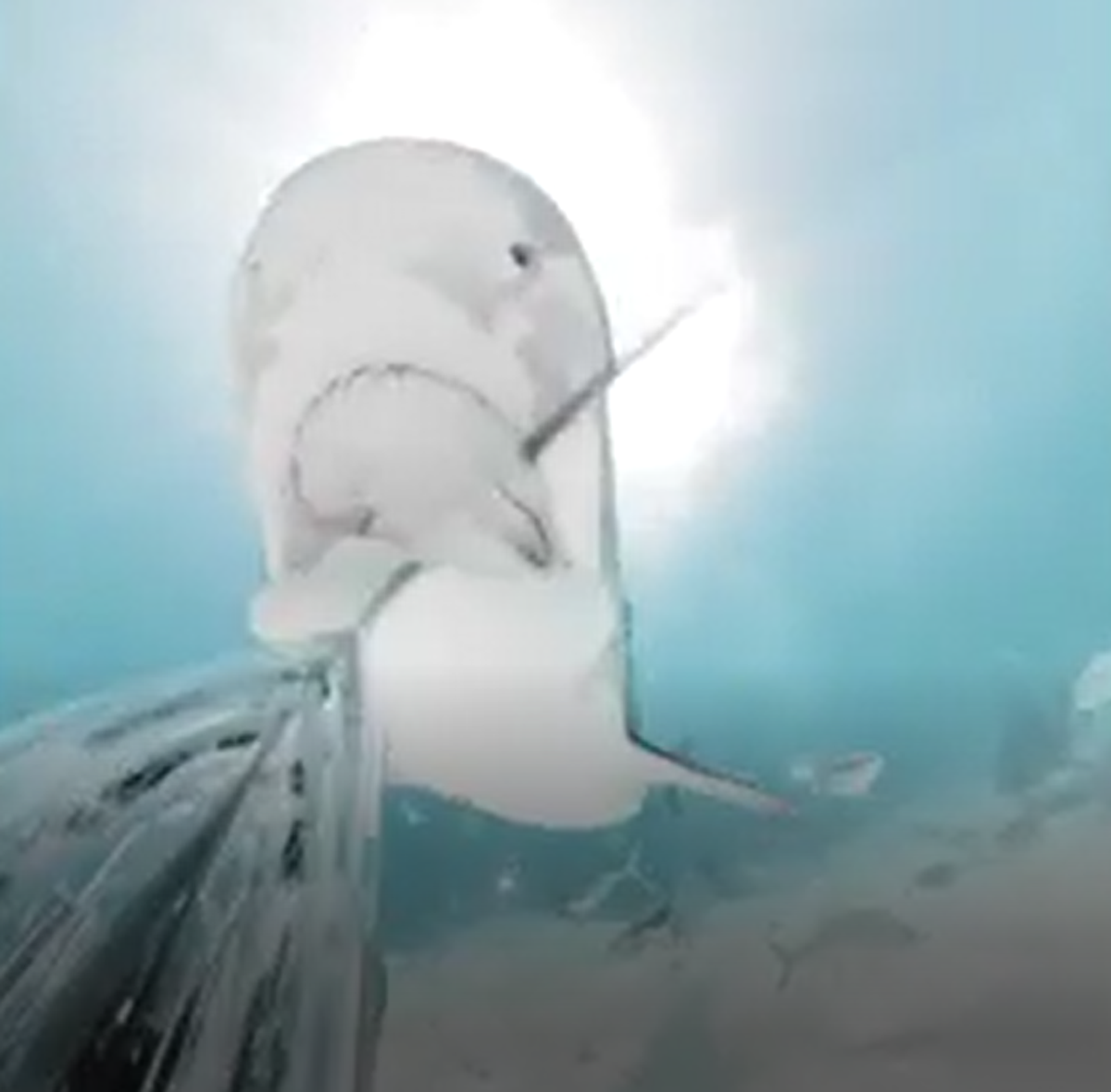 Shark attack on camera reveals what it looks like to get eaten