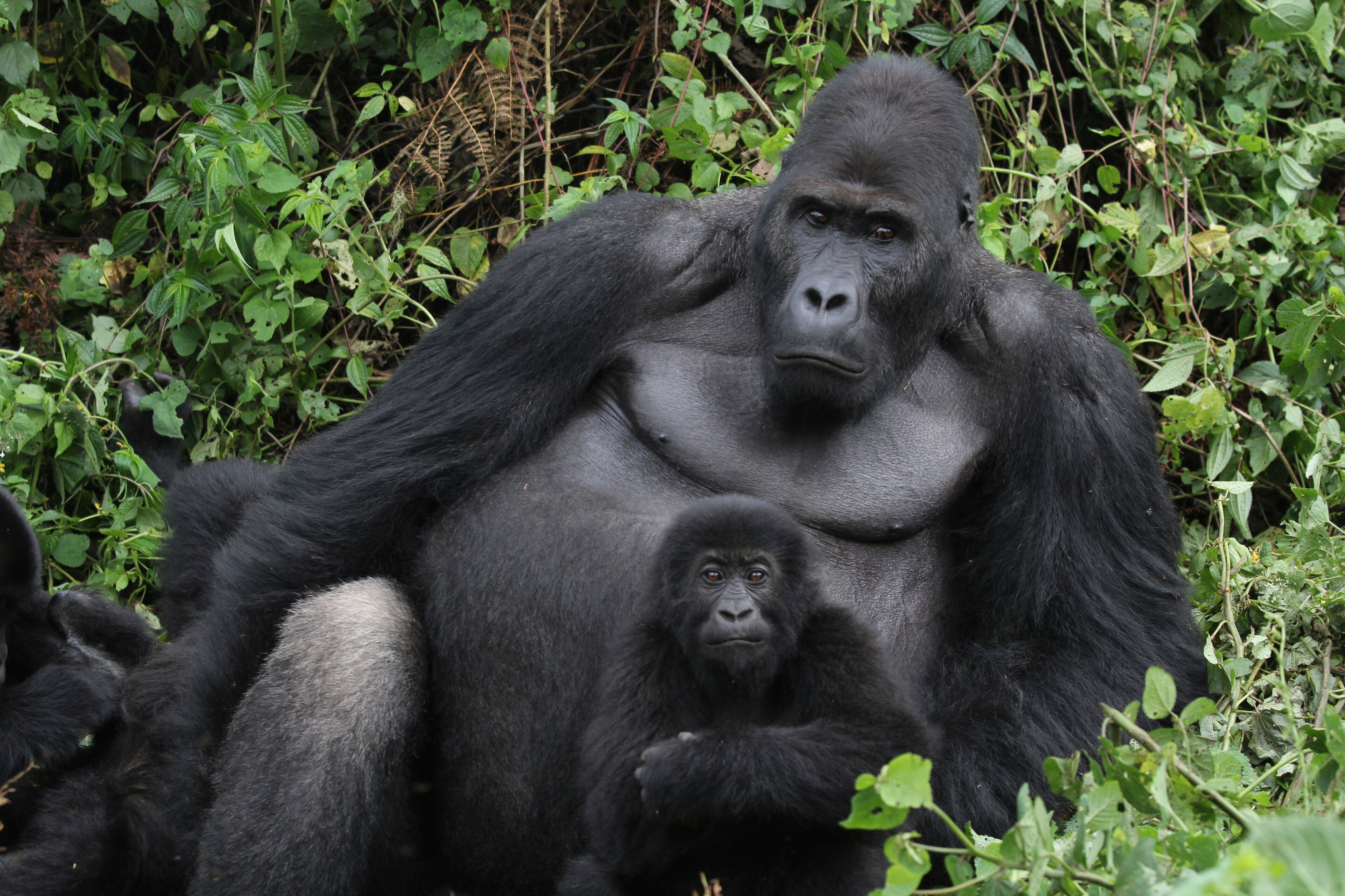 Gorilla Conservation