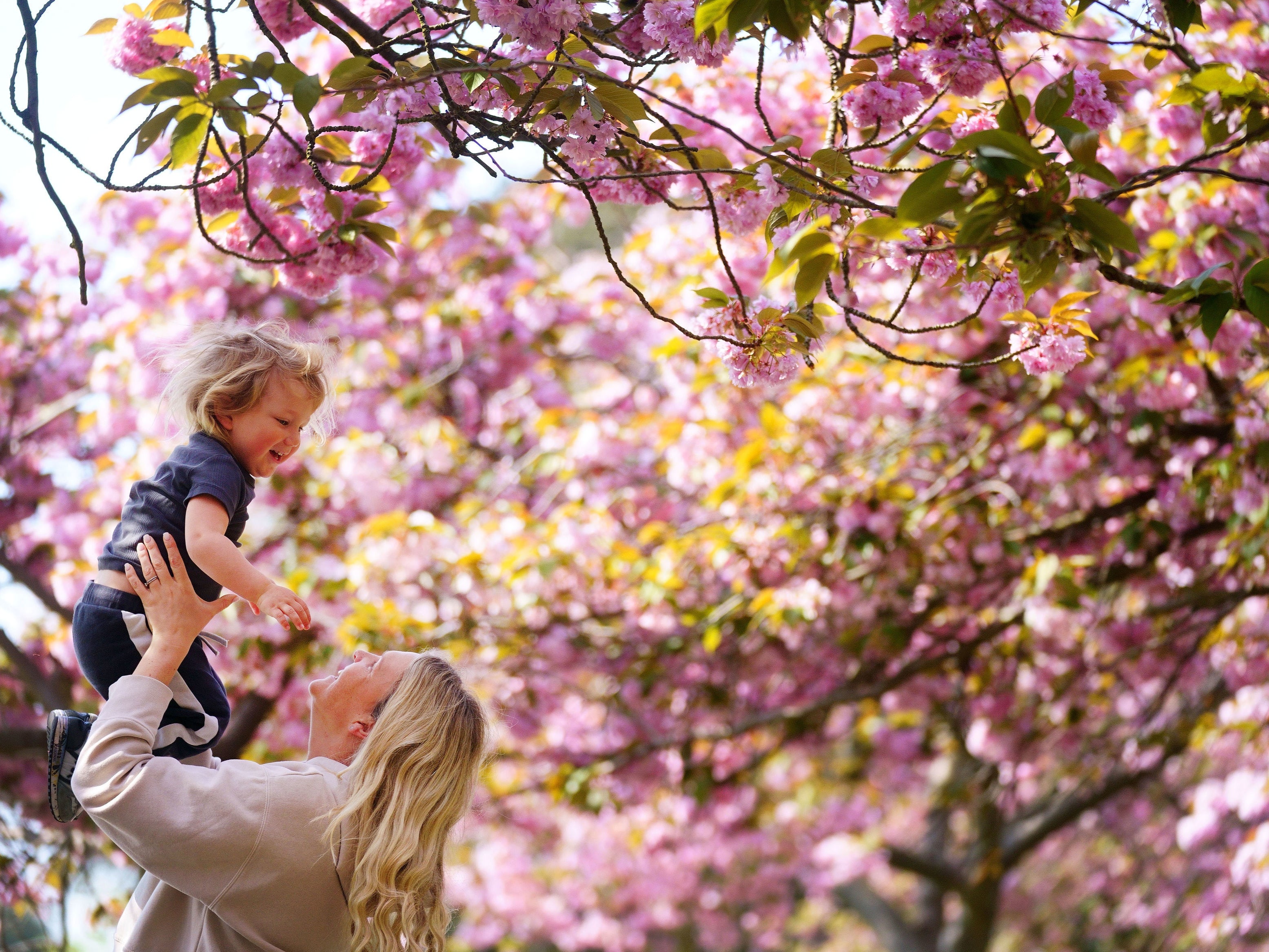 A woman lifts her child into the air under an avenue of blossom trees in Greenwich Park, London, ahead of Blossom Watch day