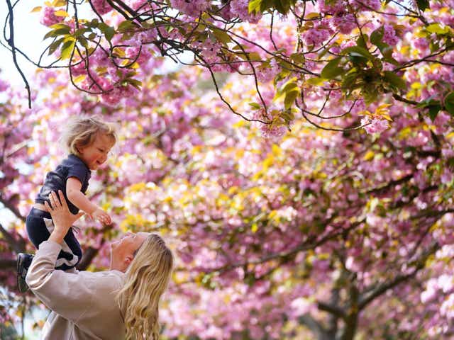 <p>A woman lifts her child into the air under an avenue of blossom trees in Greenwich Park, London, ahead of Blossom Watch day</p>