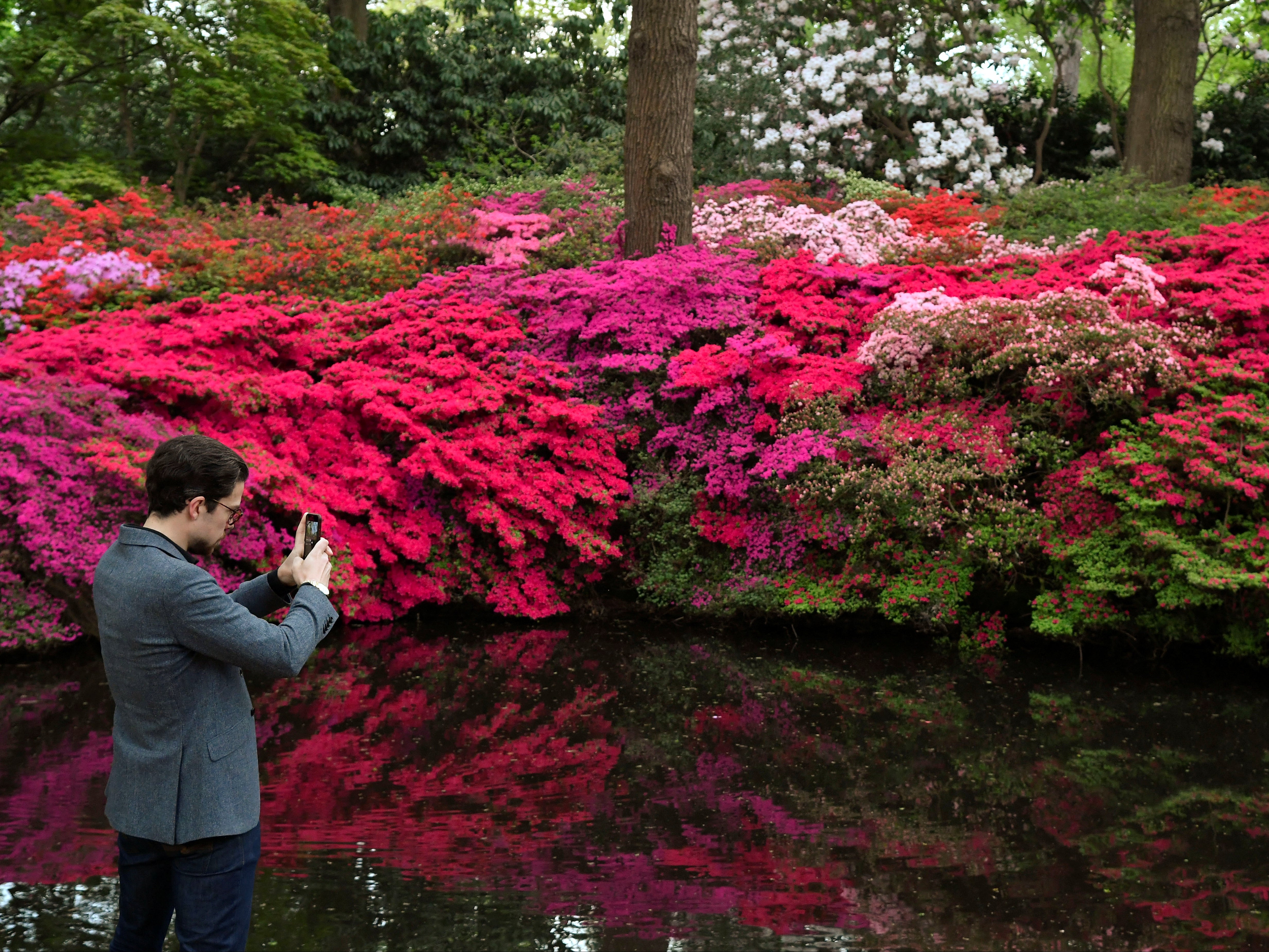 A visitor takes images of azalea and rhododendron blossom in Richmond Park, London