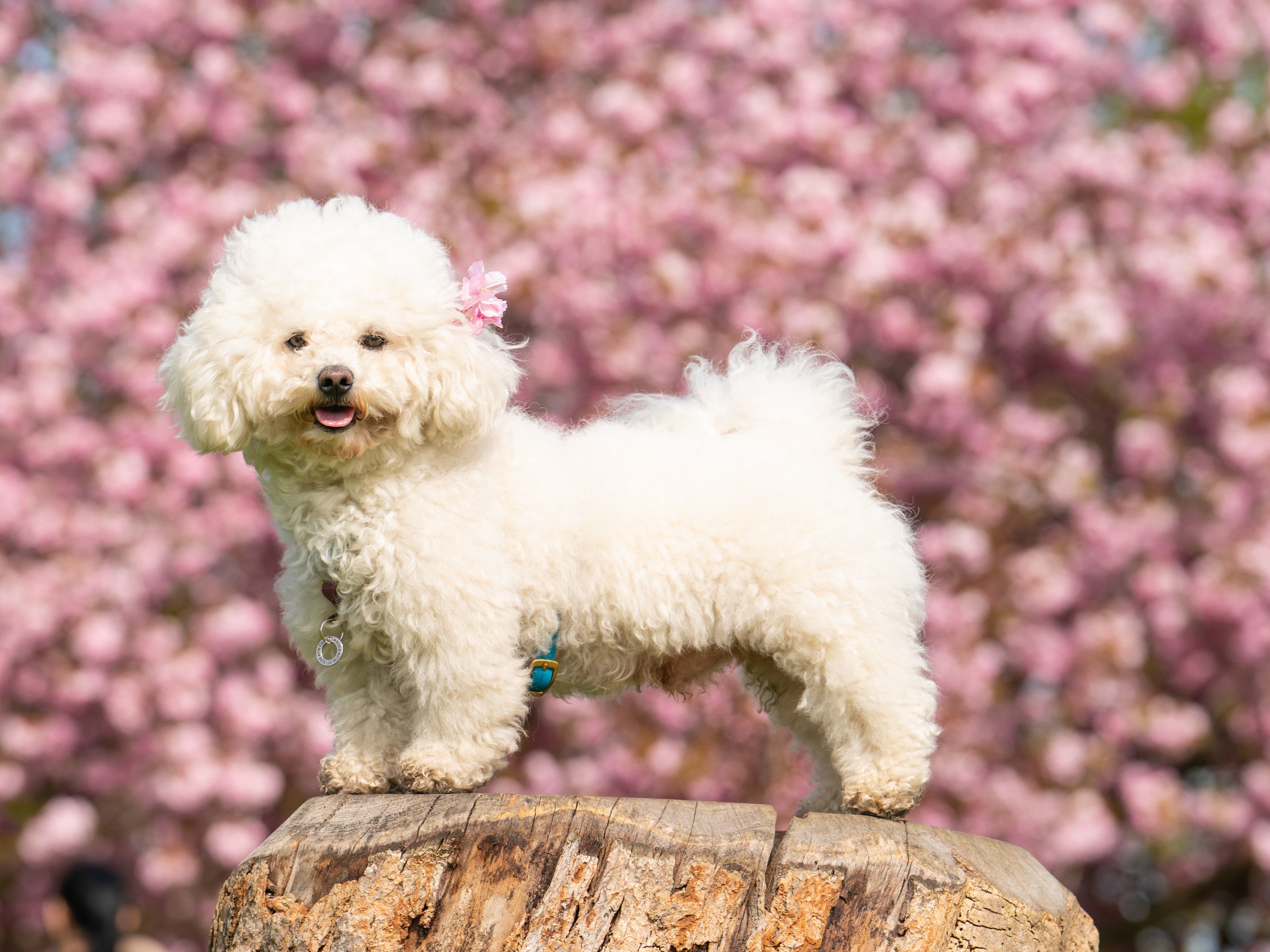 Momo, a 3 year old bichon frise dog, seen with cherry blossom in Greenwich Park