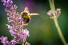 Three people fighting for their lives after horror bee attack