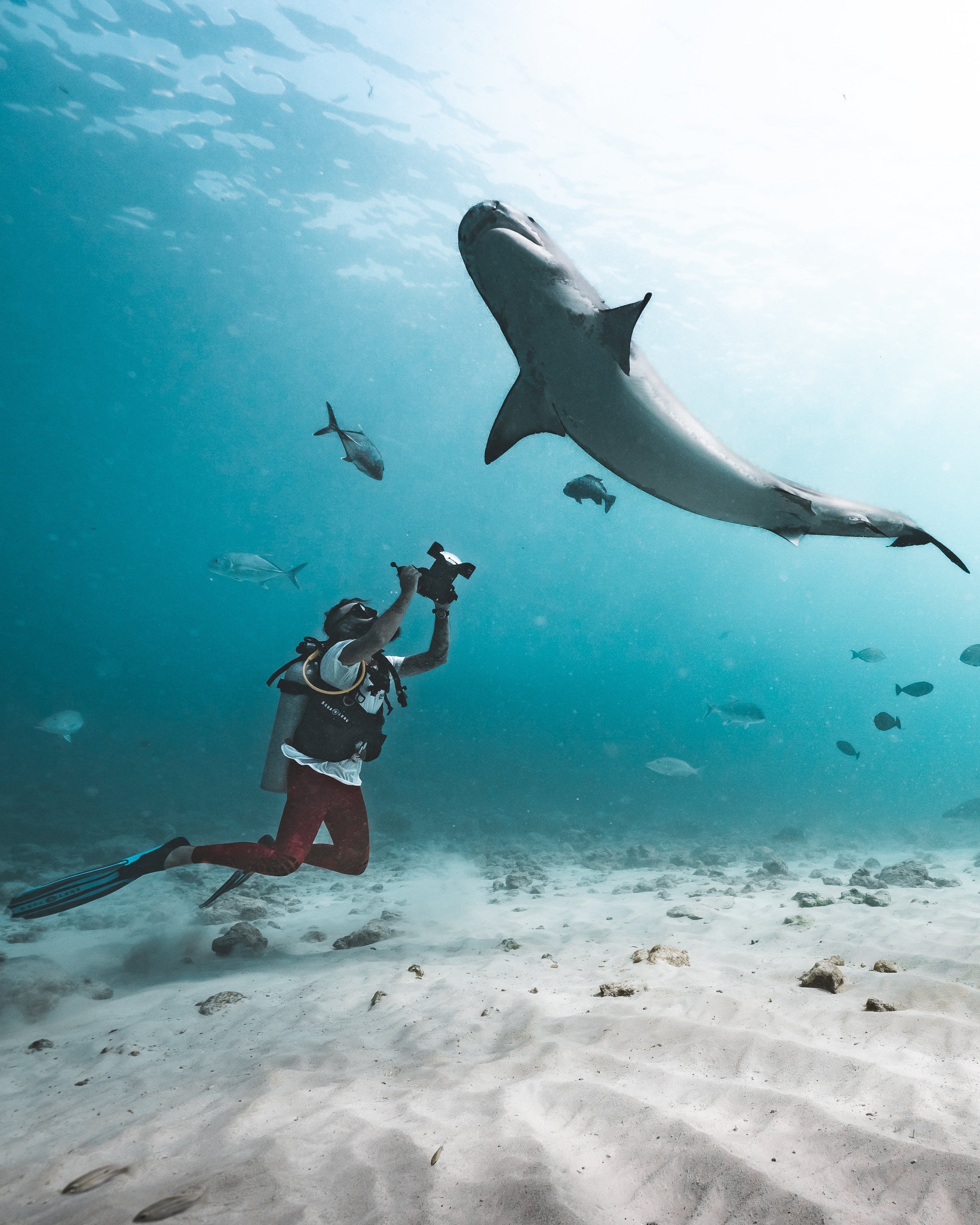 Video of shark attacking snorkeler in Maldives resurfaces; tourist was left  with 6-inch wound