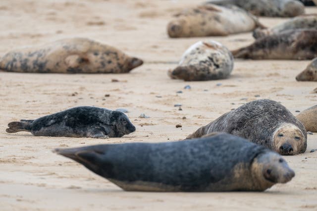 <p>Seals on the beach at Horsey Gap in Norfolk (Joe Giddens/PA)</p>