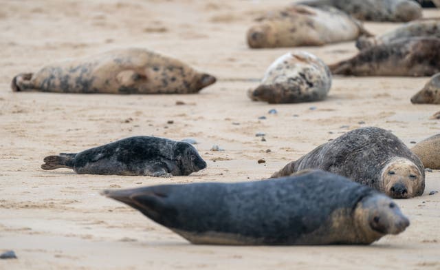 <p>Seals on the beach at Horsey Gap in Norfolk (Joe Giddens/PA)</p>