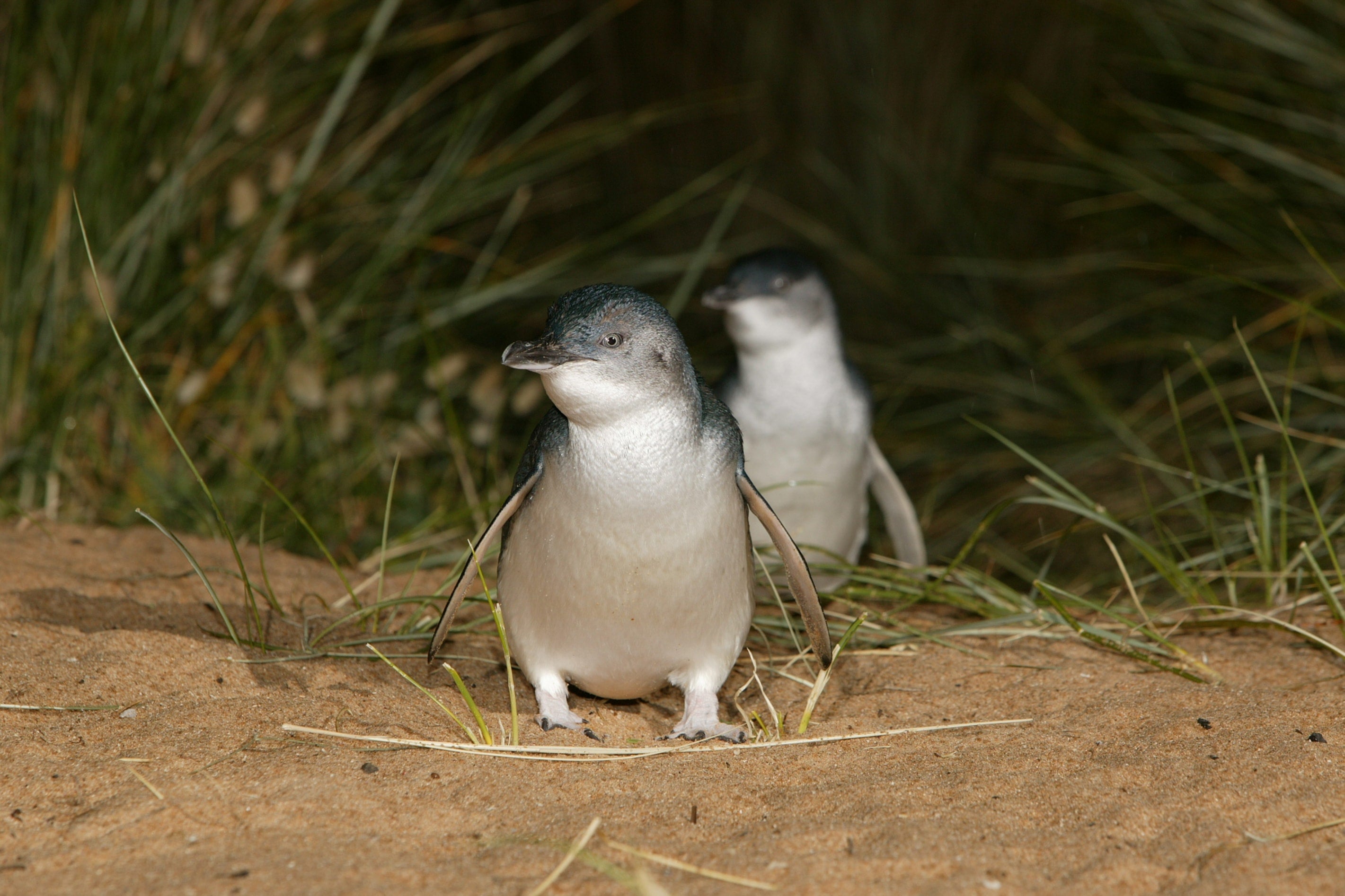 Little penguins are the world’s smallest penguin species