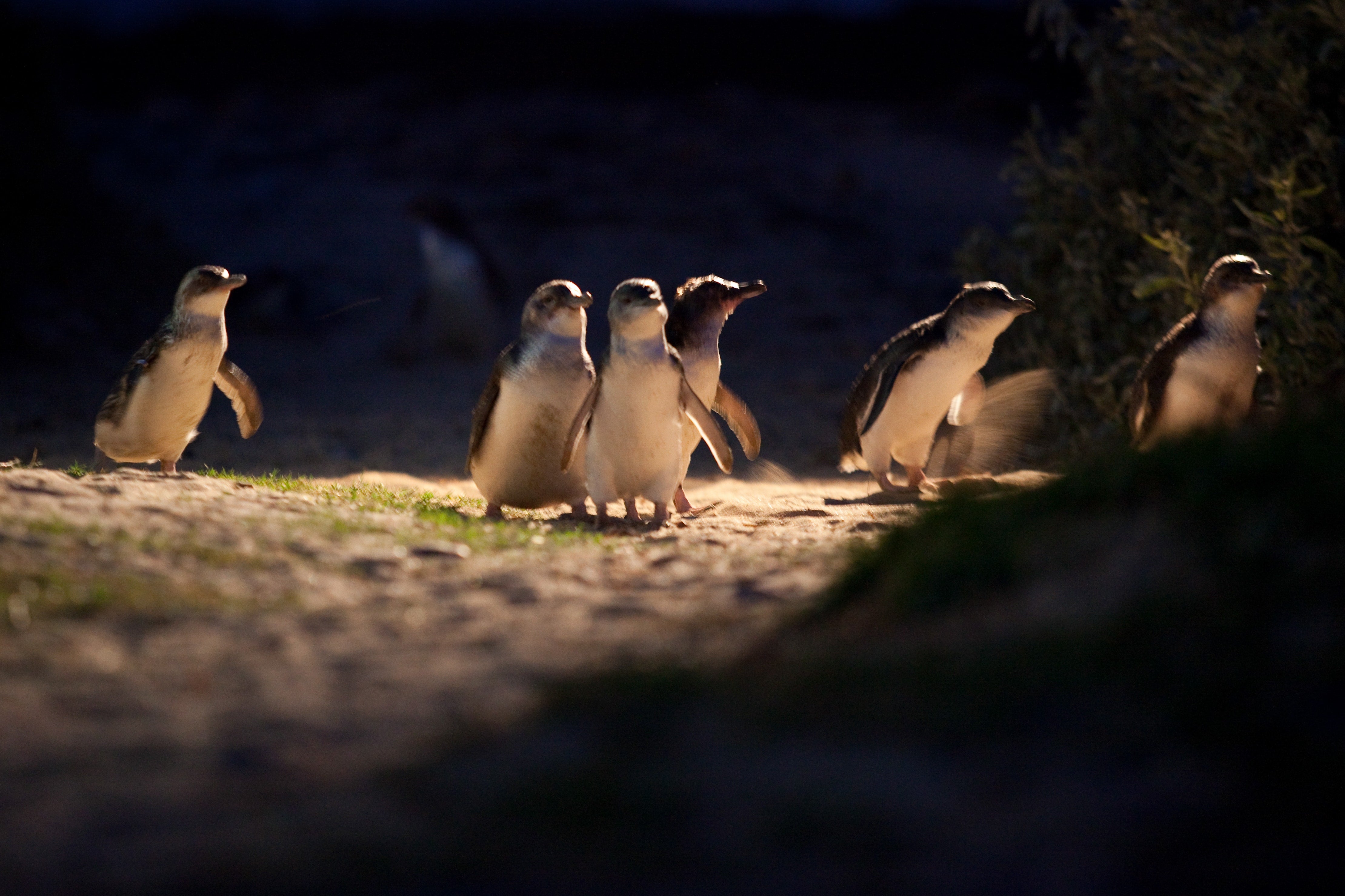 The penguins arrive on Phillip Island every night after sunset