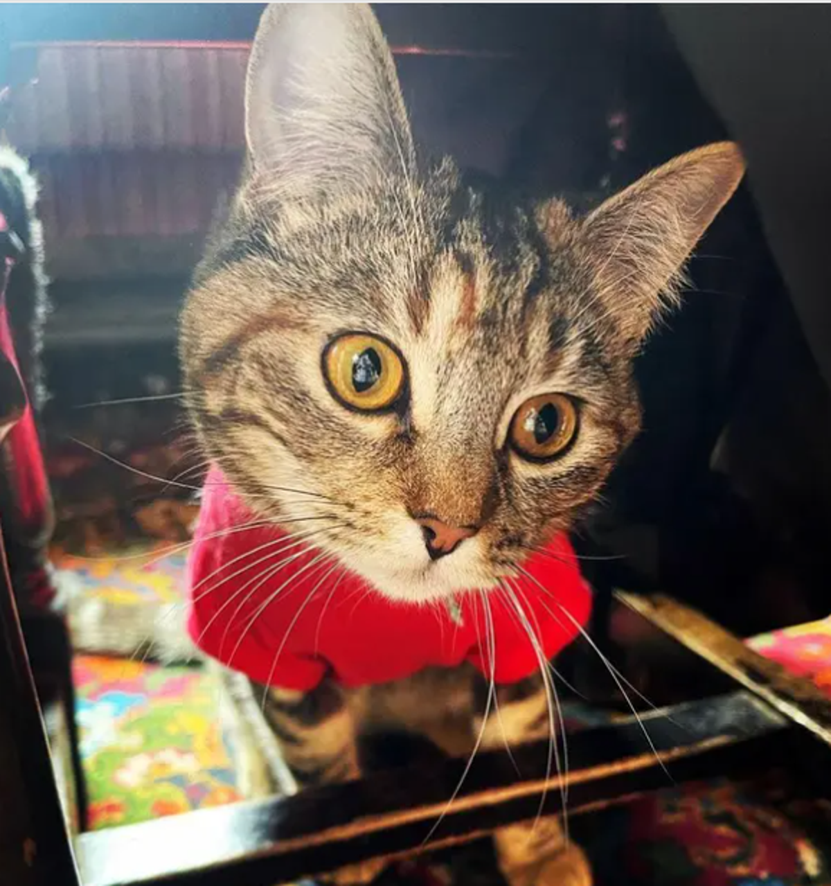 Meet the fearless Yorkshire tabby cat who takes trains to explore towns and pubs