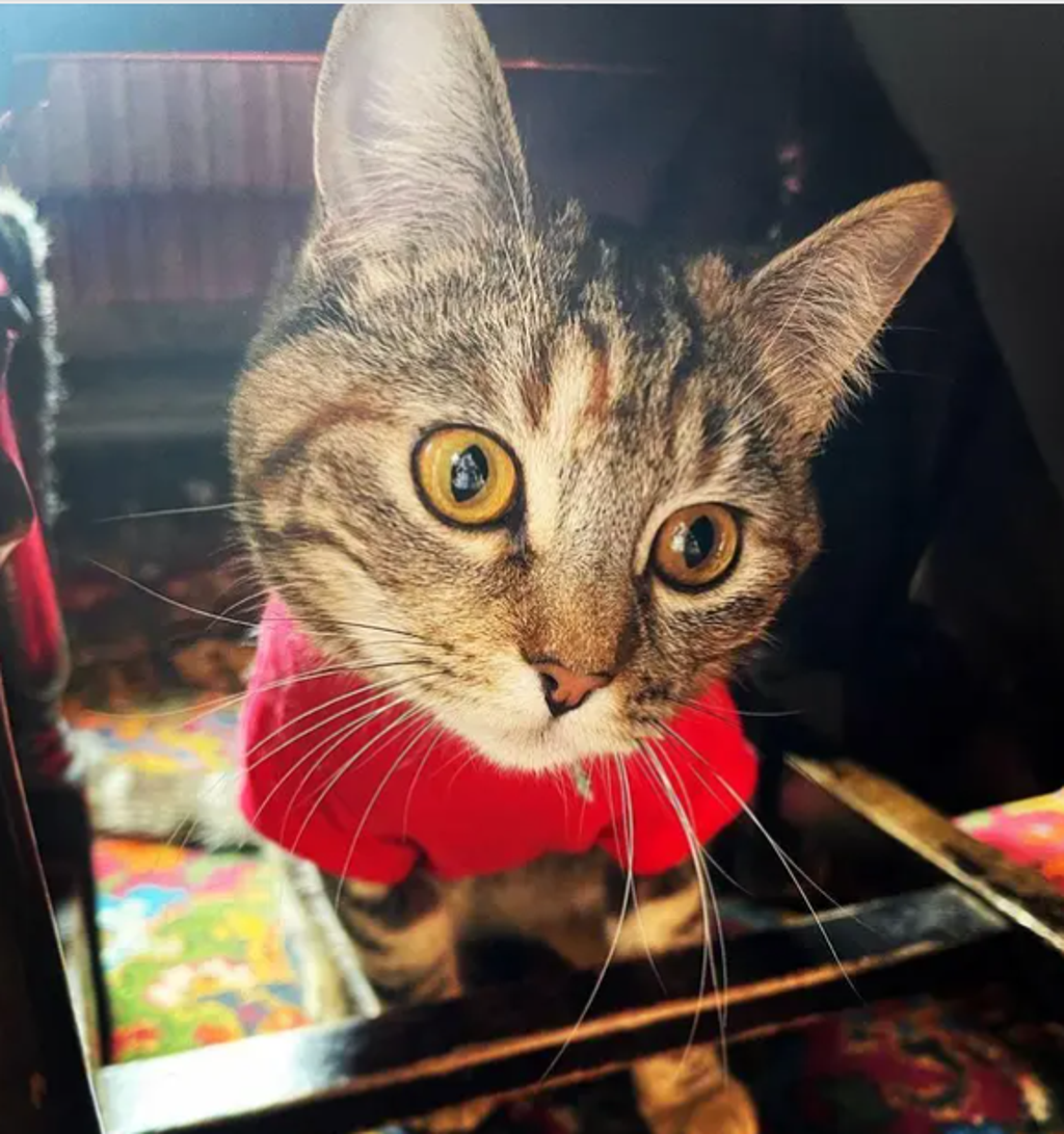 Meet the fearless tabby cat who takes trains to explore new towns — and she’s even a regular at her local pub