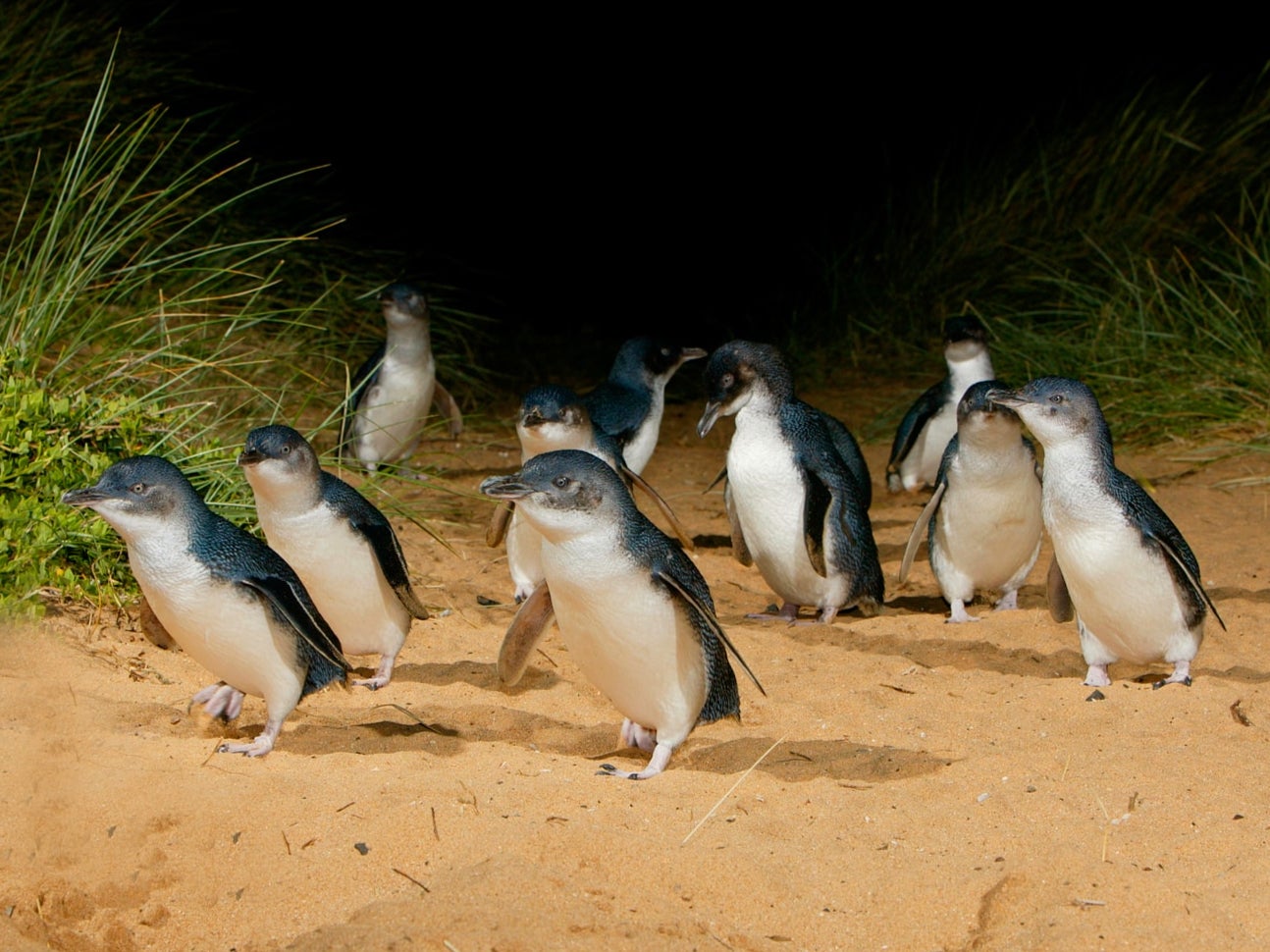 The penguins make their way up the beach