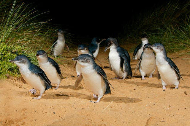 <p>The penguins make their way up the beach</p>