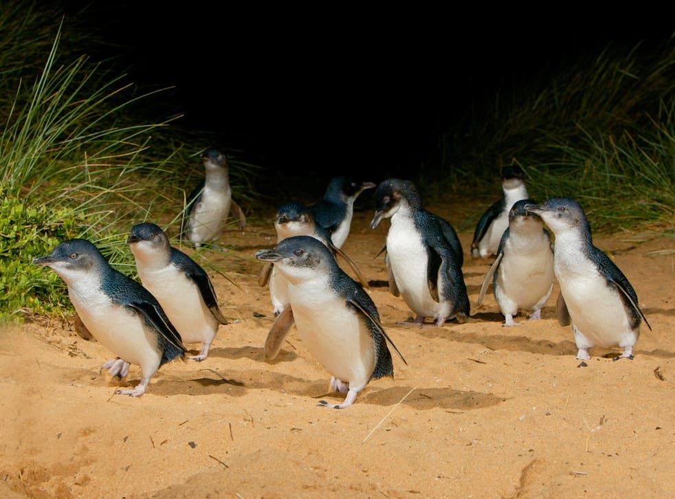 <p>The penguins make their way up the beach</p>