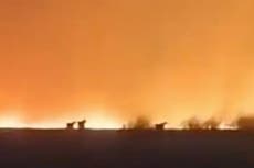 Siberian wildfires burning unchecked because Russian military units which usually fight them are at war