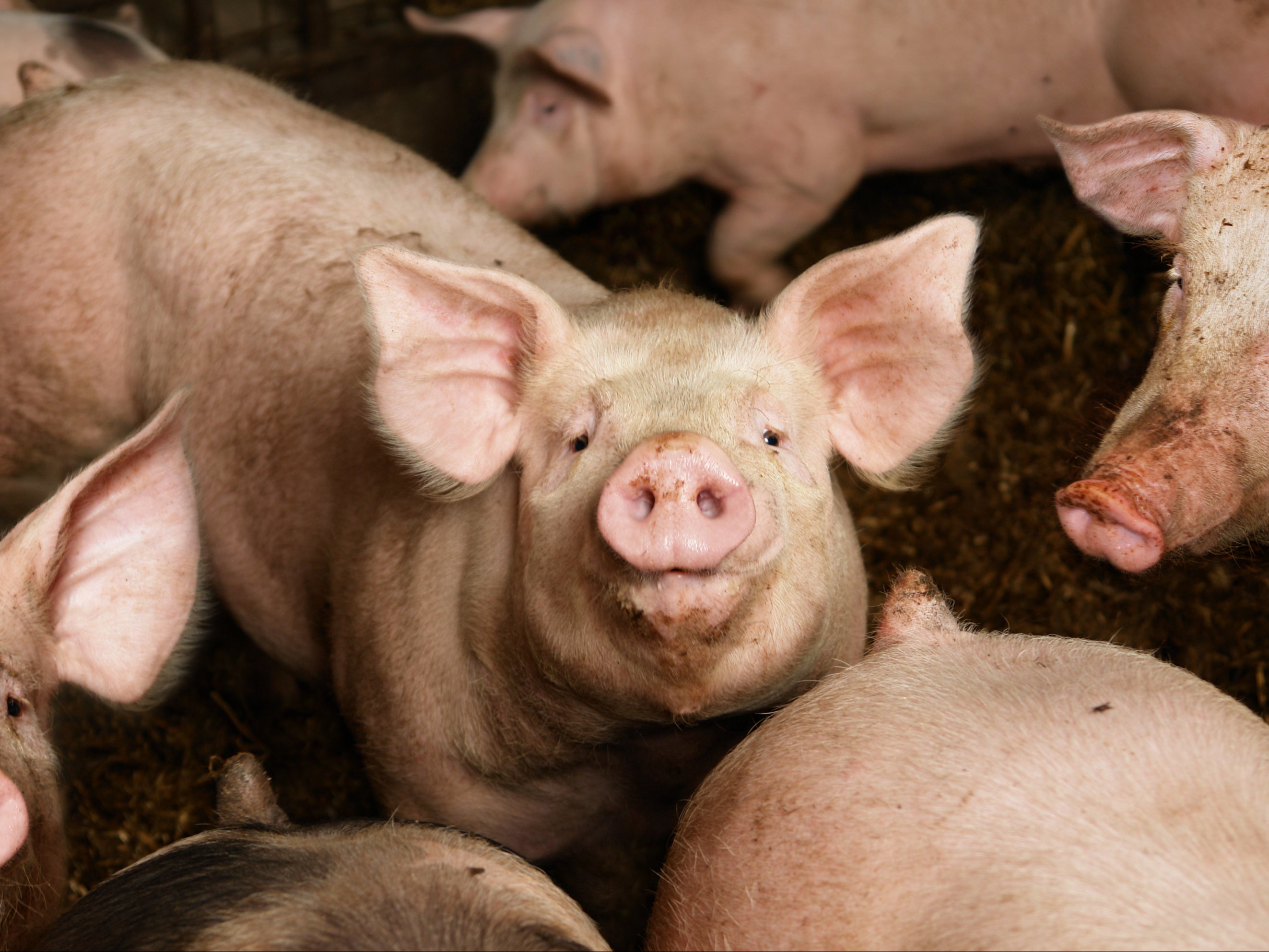 <p>Researchers in Denmark looked for the presence of a superbug bacterium in pigs</p>