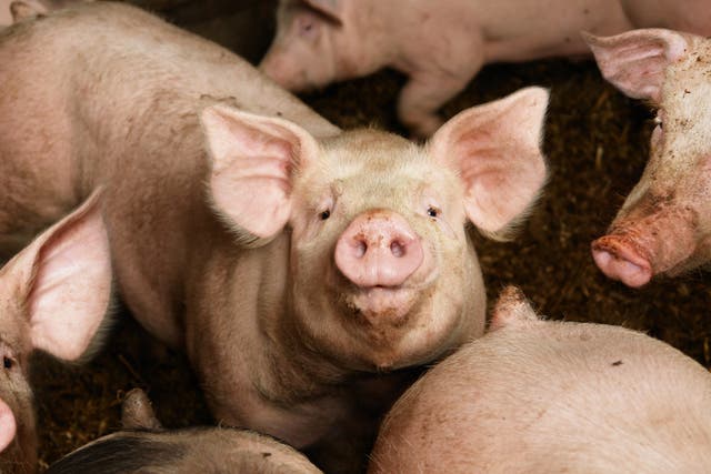 <p>Researchers in Denmark looked for the presence of a superbug bacterium in pigs</p>