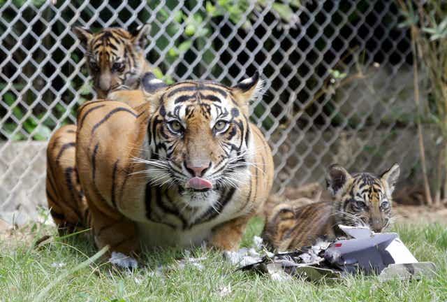Indonesia Sumatra Tigers