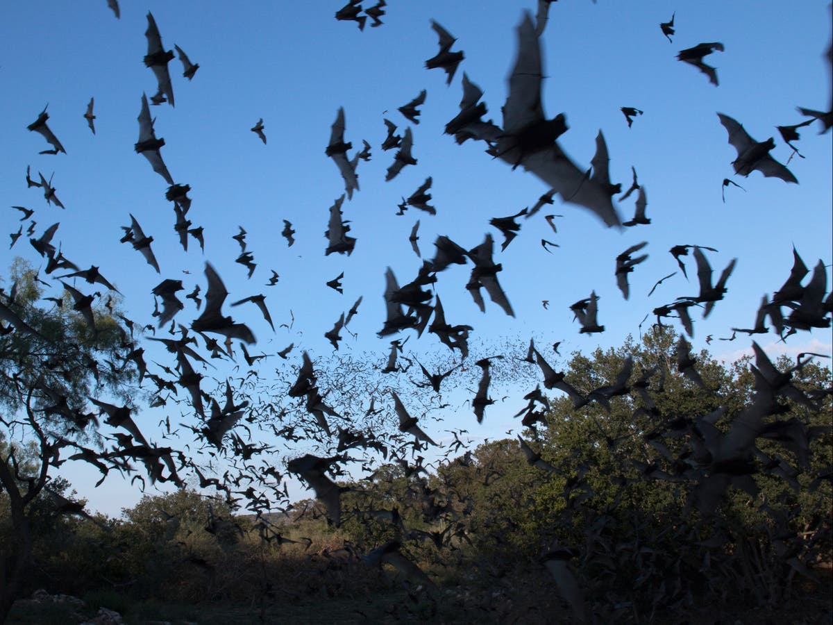 Where do bats get their terrifying reputation from?