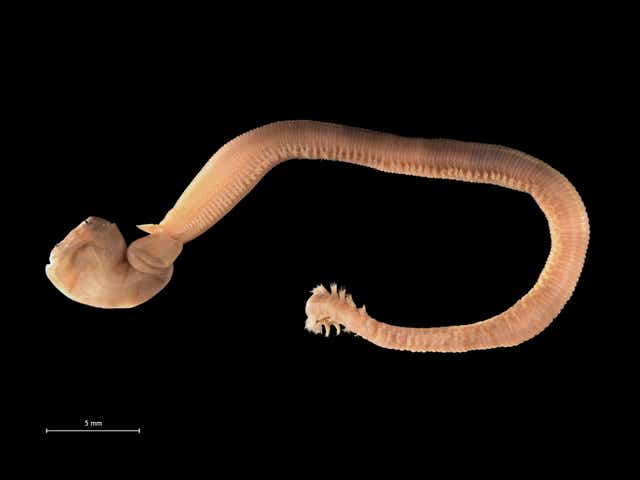 <p>Predatory bloodworm from Belgian coastal waters</p>