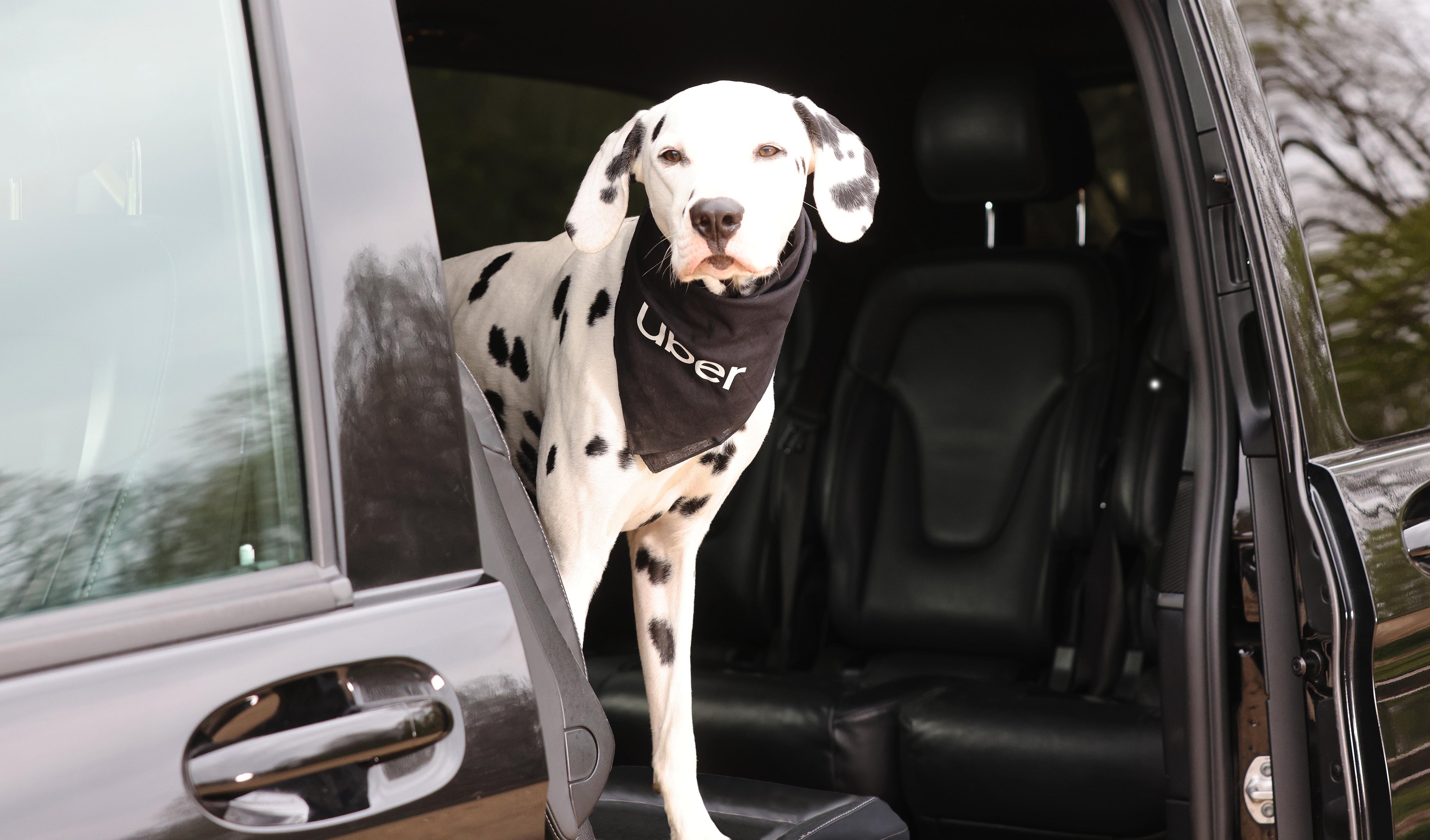 Uber is launching a new service allowing passengers to book journeys with their pets (Joe Pepler/PinPep/PA)