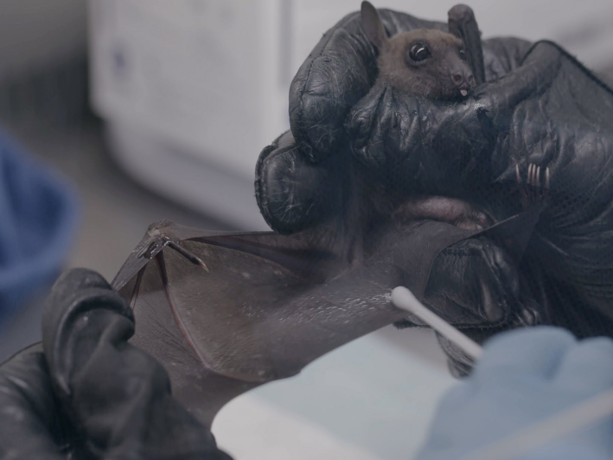 The documentary ‘Bat Superpowers’ shines a light on the scientific breakthroughs that could be humanity’s salvation