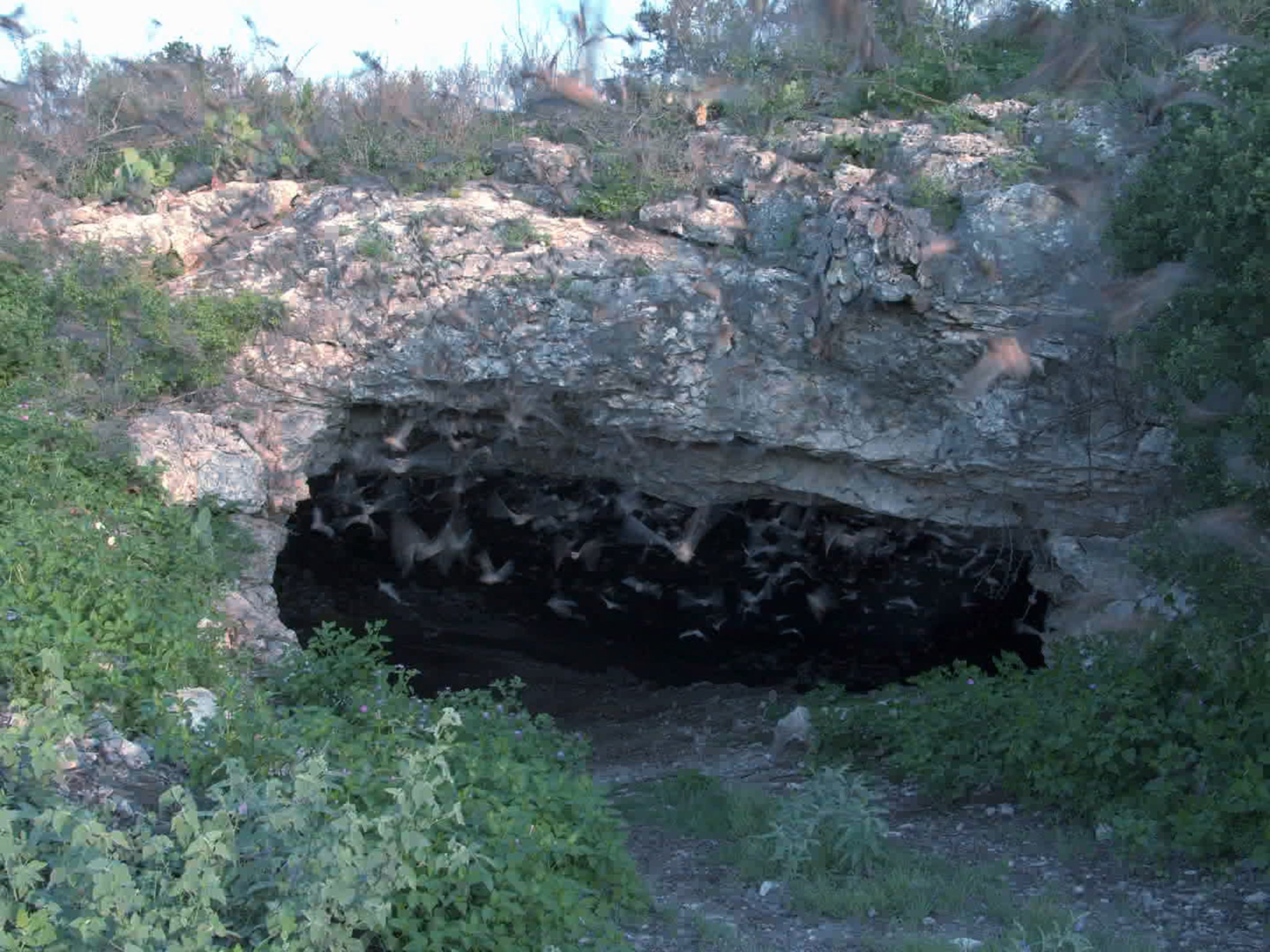 Bracken Cave in central Texas is the summer residence of the largest bat colony in the world