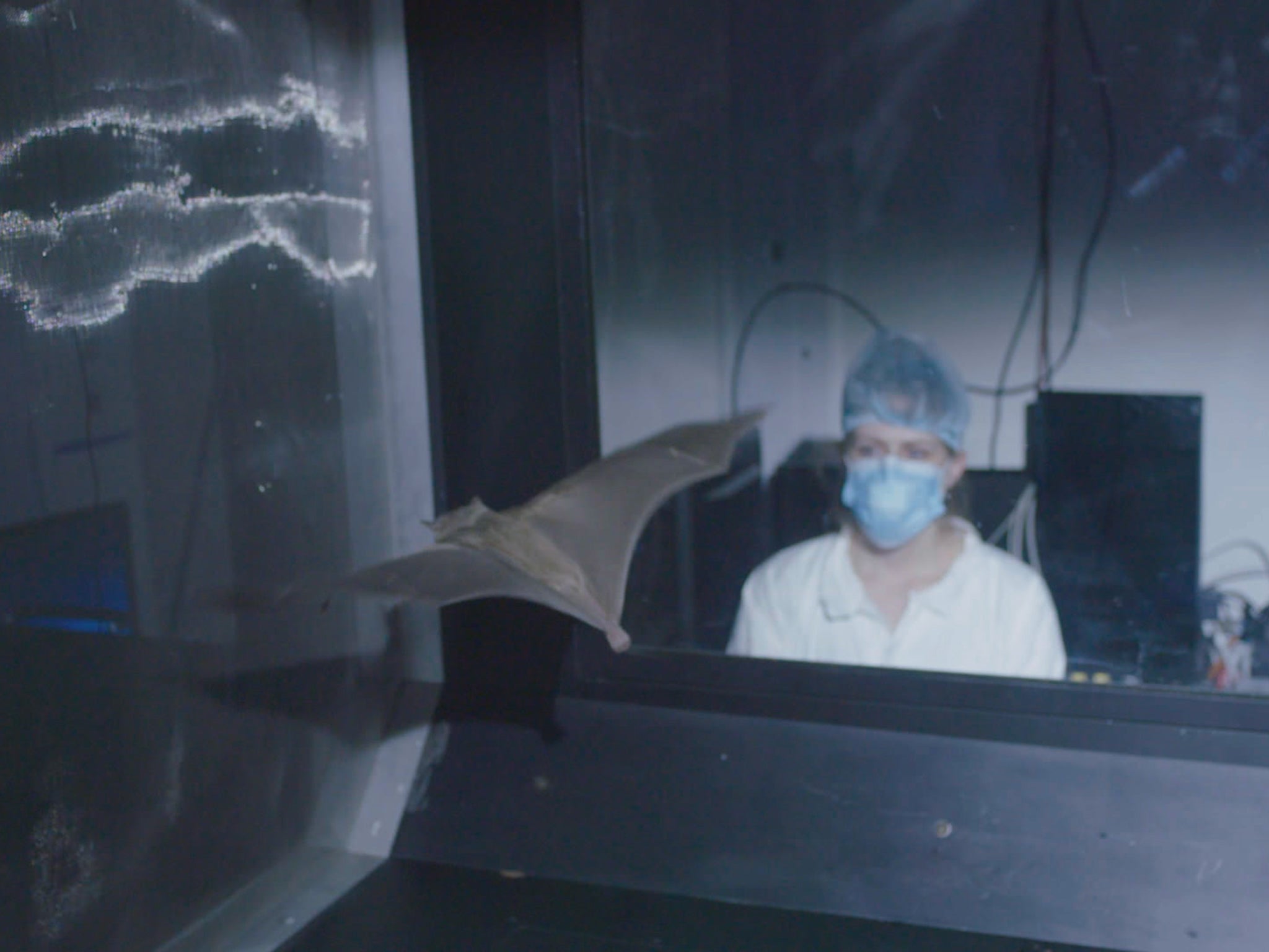 The creators of ‘Bat Superpowers’ hope the documentary will encourage us to be more curious about things we might be afraid of