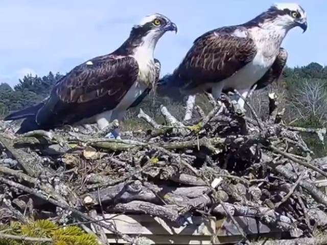 <p>The pair of ospreys met in spring last year and have returned from their wintering grounds in West Africa</p>