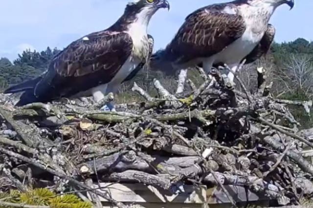 <p>The pair of ospreys met in spring last year and have returned from their wintering grounds in West Africa</p>