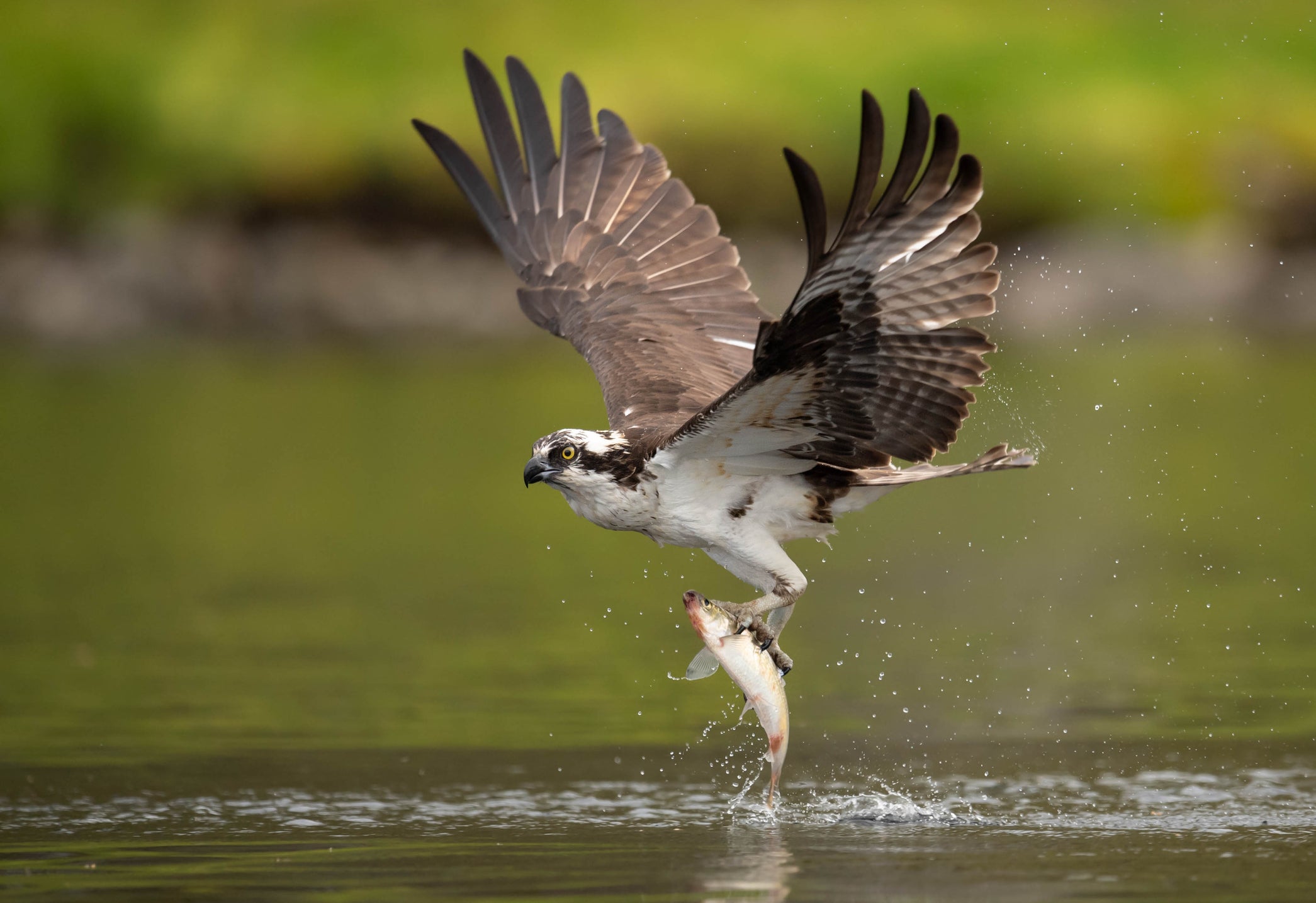 Poole Harbour has large shallow channels and bays, making it a perfect hunting ground for the birds