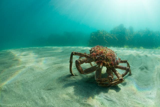 <p>Maja Squinado (European Spider Crab) in it’s natural environment on the sea bed off Portwinkle in south Cornwal</p>