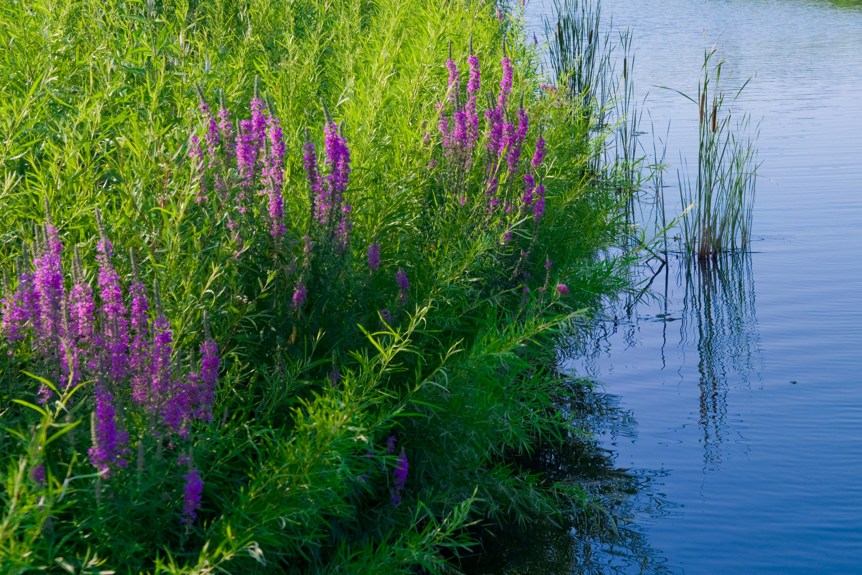 Gardening-Alternatives to Invasives