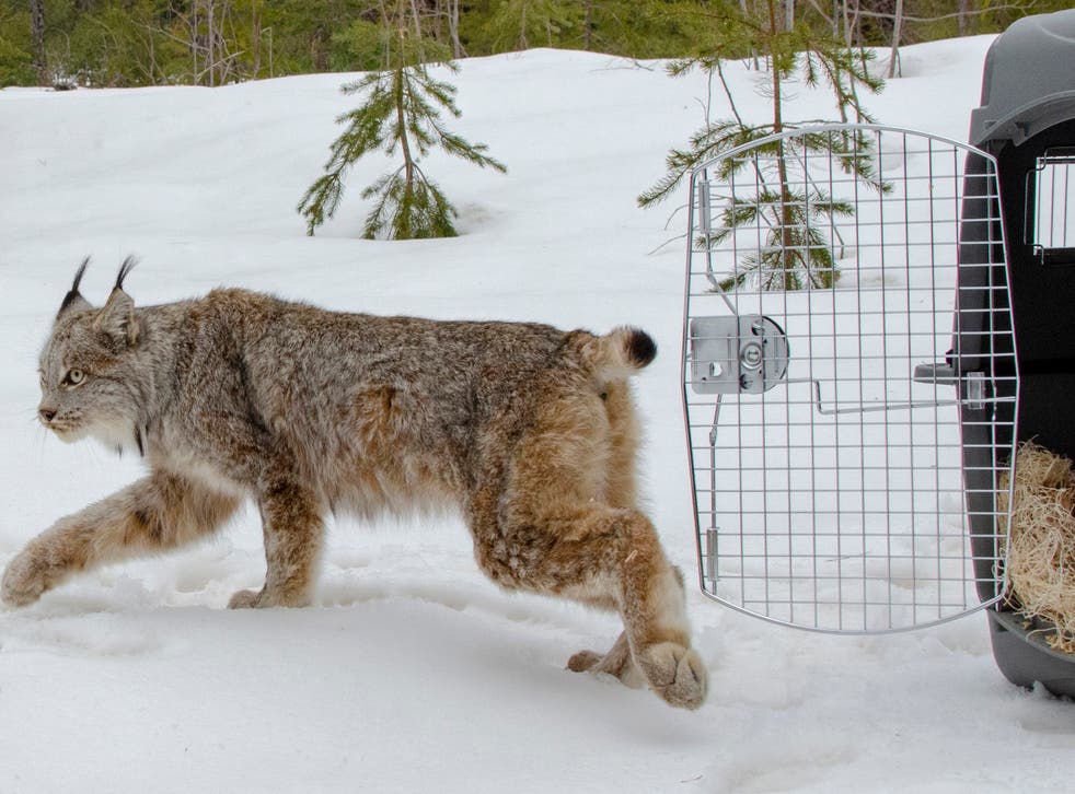 US Canada Lynx