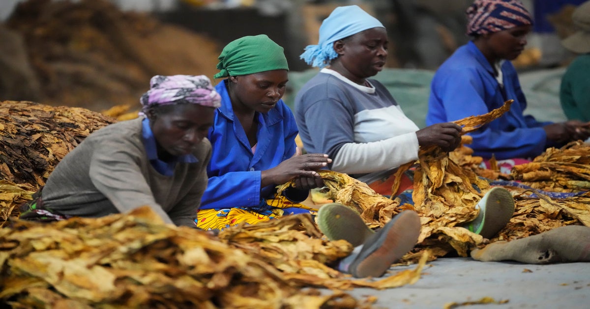 africa tobacco products market South Analysis and Forecast by Product Categories and Segments, Distribution Channel, Competitive Landscape and Consumer Segmentation, 2021-2026 Zimbabwe's tobacco rebounds amid worries