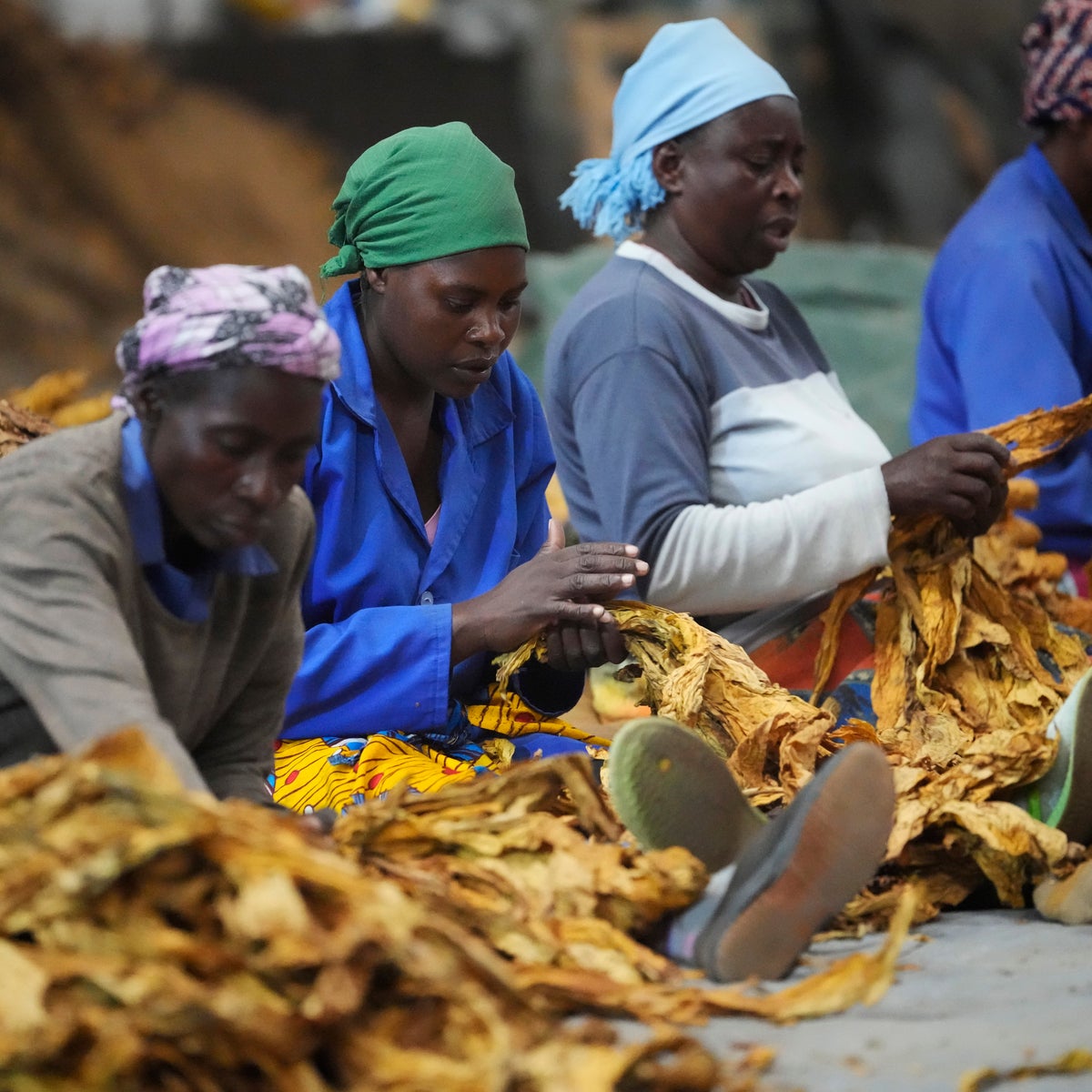 northern tobacco zimbabwe predicts a sharp decline in crop as El Nio takes toll, a year after record harvest Zimbabwe urged to take action