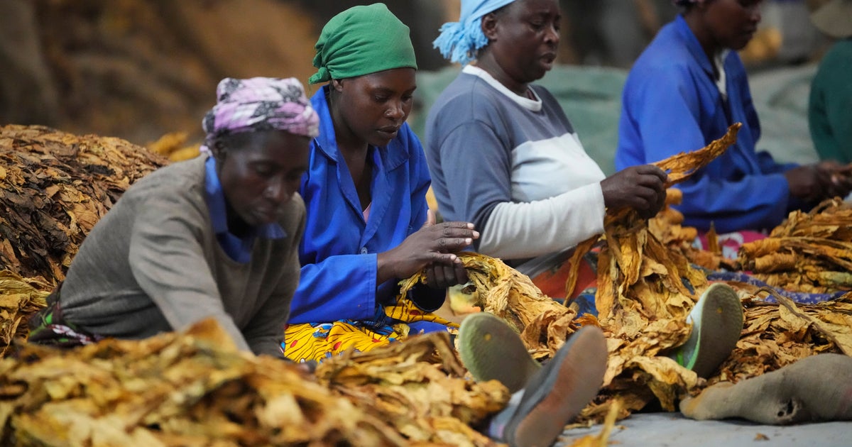 africa tobacco products market South Analysis and Forecast by Product Categories and Segments, Distribution Channel, Competitive Landscape and Consumer Segmentation, 2021-2026 Zimbabwe's tobacco rebounds amid worries