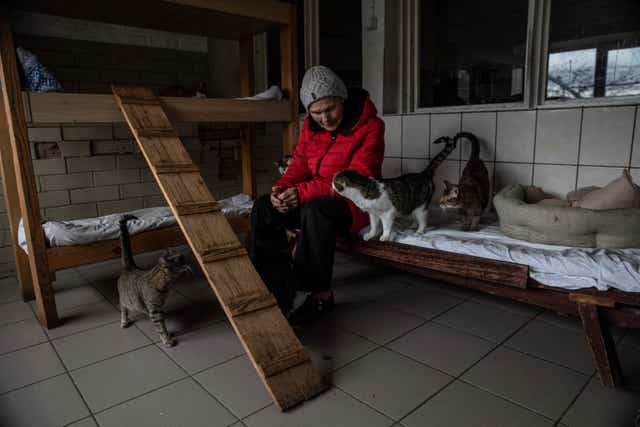 <p>Asya Serpinska visits some of the many cats living at the Hostomel animal shelter</p>