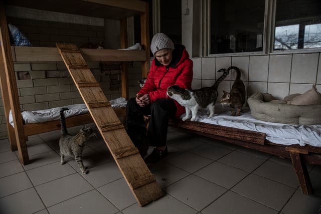 <p>Asya Serpinska visits some of the many cats living at the Hostomel animal shelter</p>