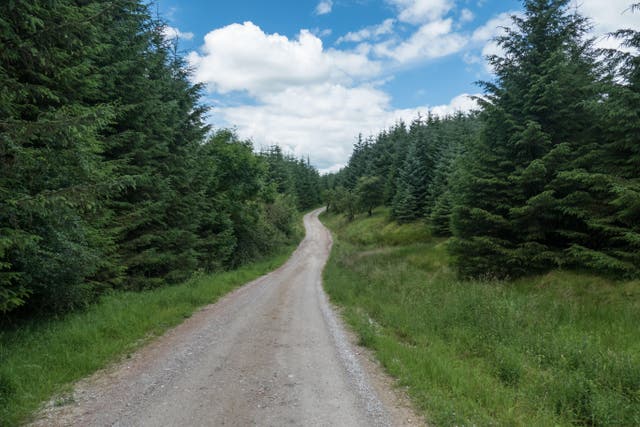 Gisburn Forest (Alamy/PA)