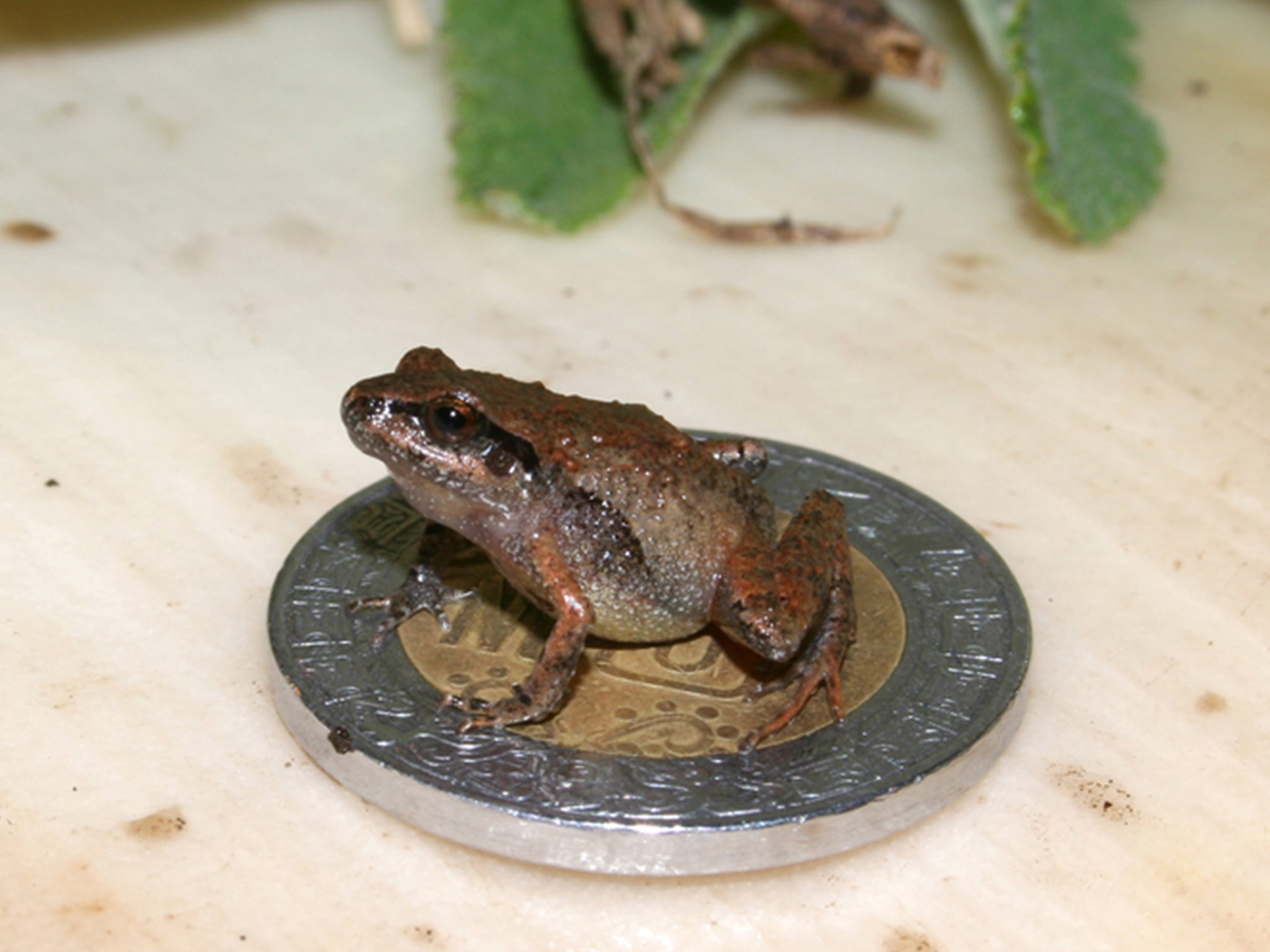 World's smallest frog — tinier than a penny — discovered