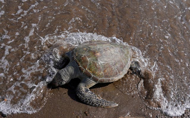 <p>FILE - A dead green sea turtle washes up on the beach in the Khor Kalba Conservation Reserve, in the city of Kalba, on the east coast of the United Arab Emirates, Tuesday, Feb. 1, 2022. </p>
