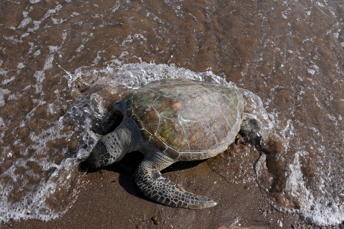 Experts alarmed as dead turtles with bleeding eyes wash up on Australia’s beaches: ‘It’s very, very worrying’