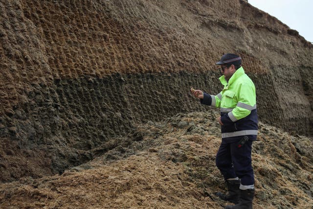 <p>Condate Biogas site manager Justin Williams with some of the 8,000 tonnes of crop that can be stored at the site ready to produce biogas</p>