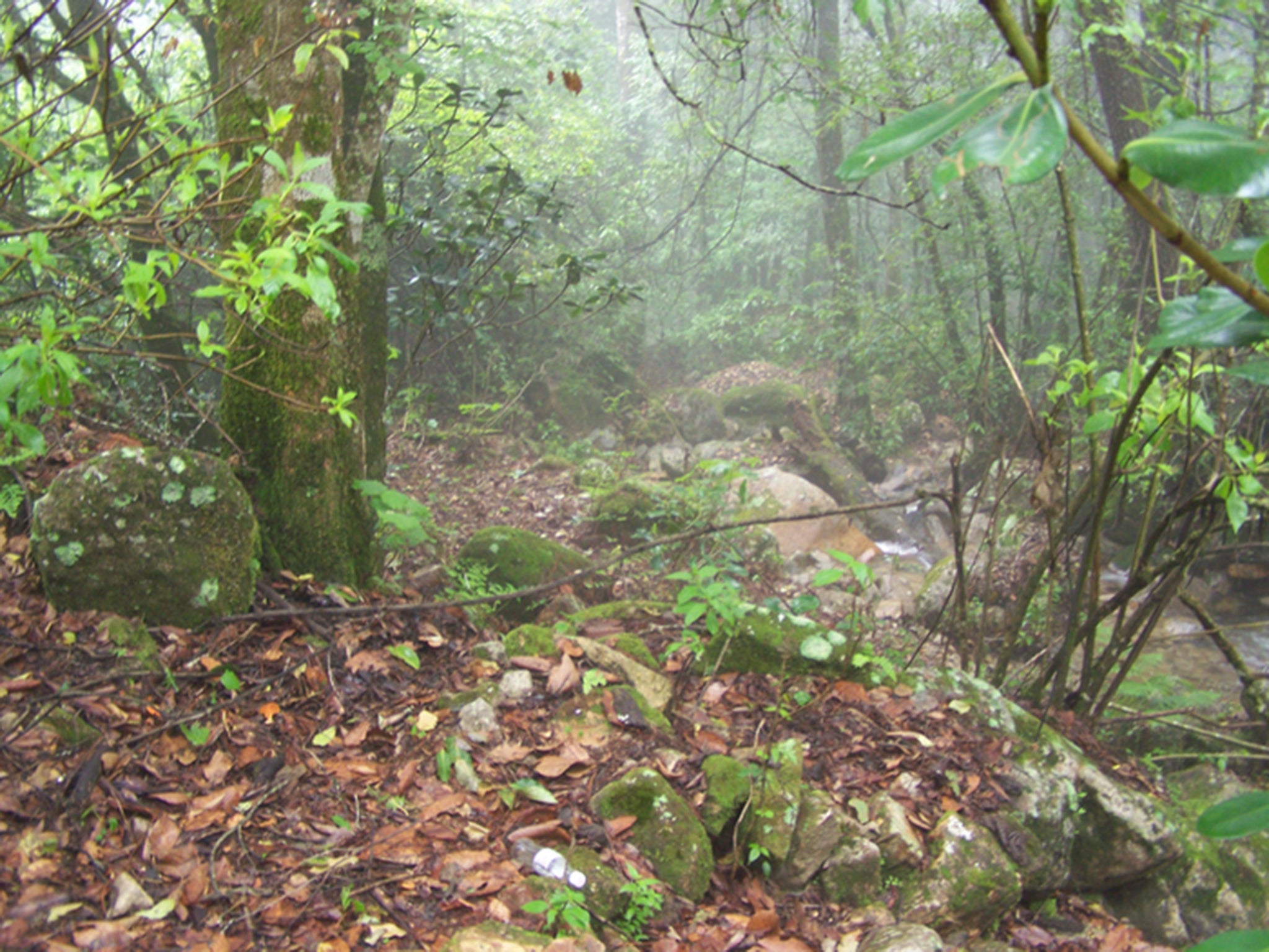 Hillside in Jalisco, Mexico where ‘C rubinus' is found