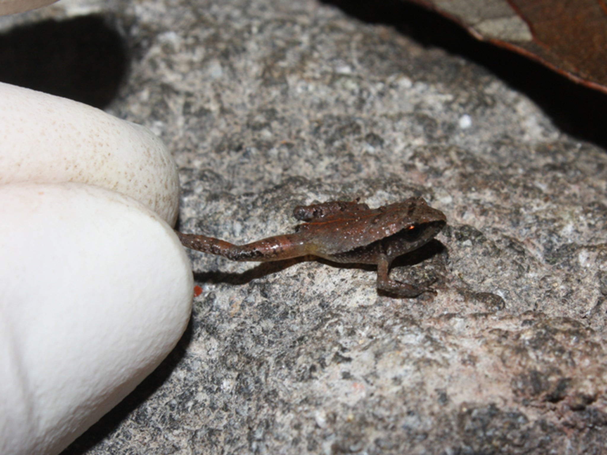 Man puzzled to find tiny frog less than 1cm along Orchard Road footpath -   - News from Singapore, Asia and around the world