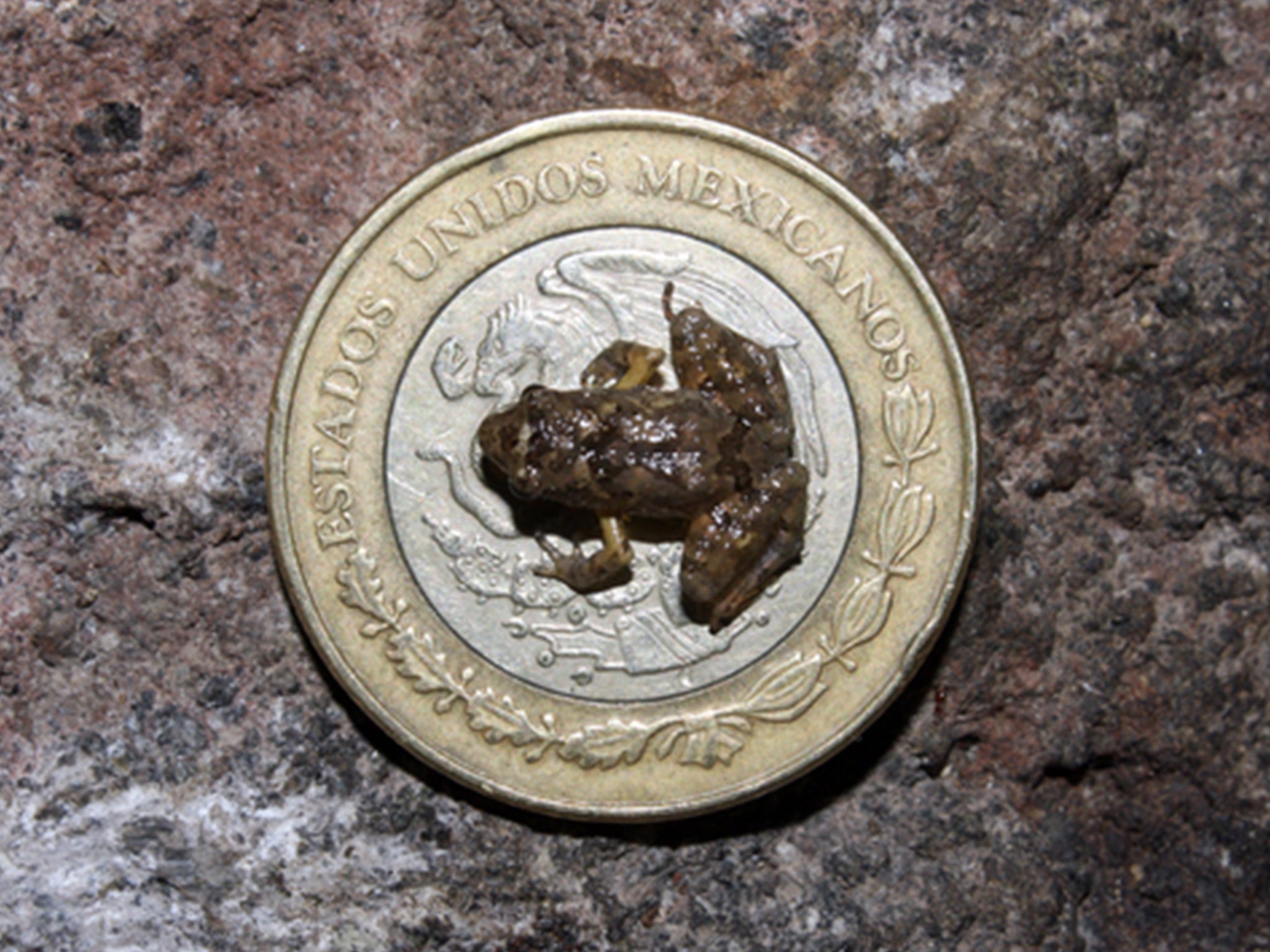 Newly-found frog seen here on 10 pesos coin of its native Mexico