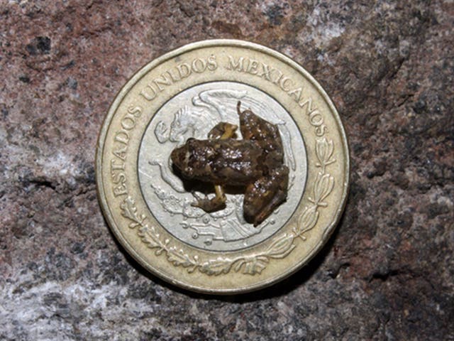 <p>La rana recién descubierta sobre una moneda de 10 pesos de su nativo México</p>