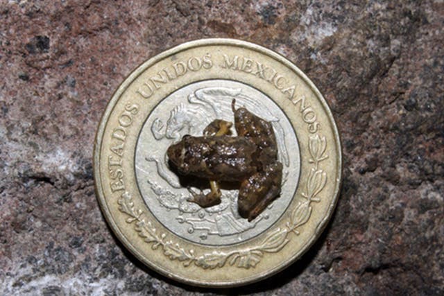 <p>Newly-found frog seen here on 10 pesos coin of its native Mexico</p>
