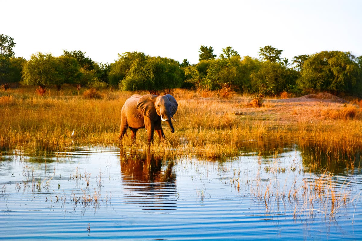 Красивая страна африки. Хванге национальный парк. Реки Африки. Самая красивая Страна в Африке. Лимпопо Африка.